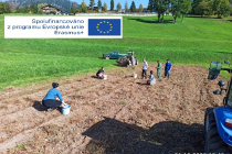 Erasmus+ sklizeň brambor